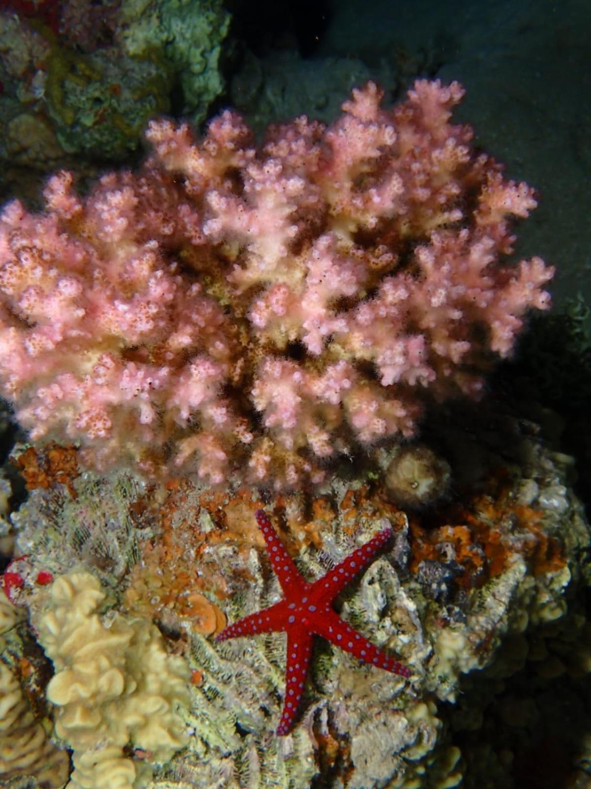 Aqaba Pro Divers Exterior photo