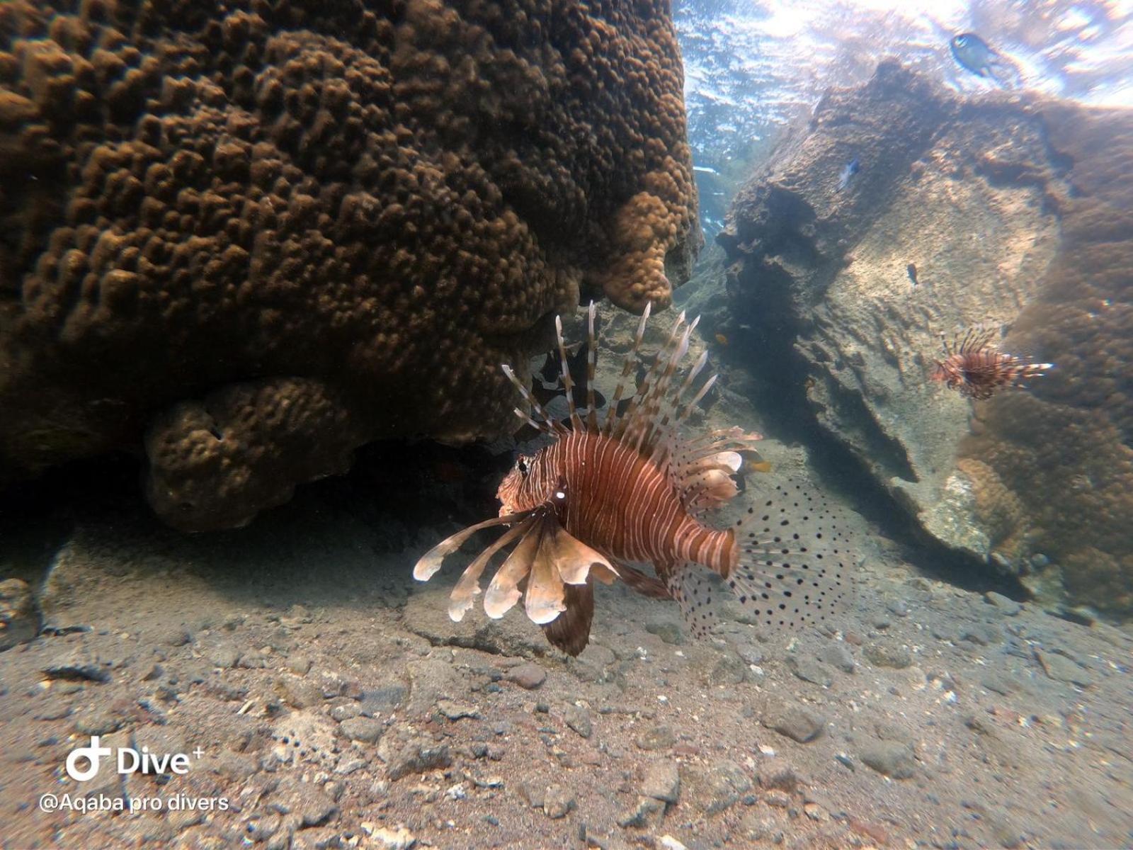 Aqaba Pro Divers Exterior photo