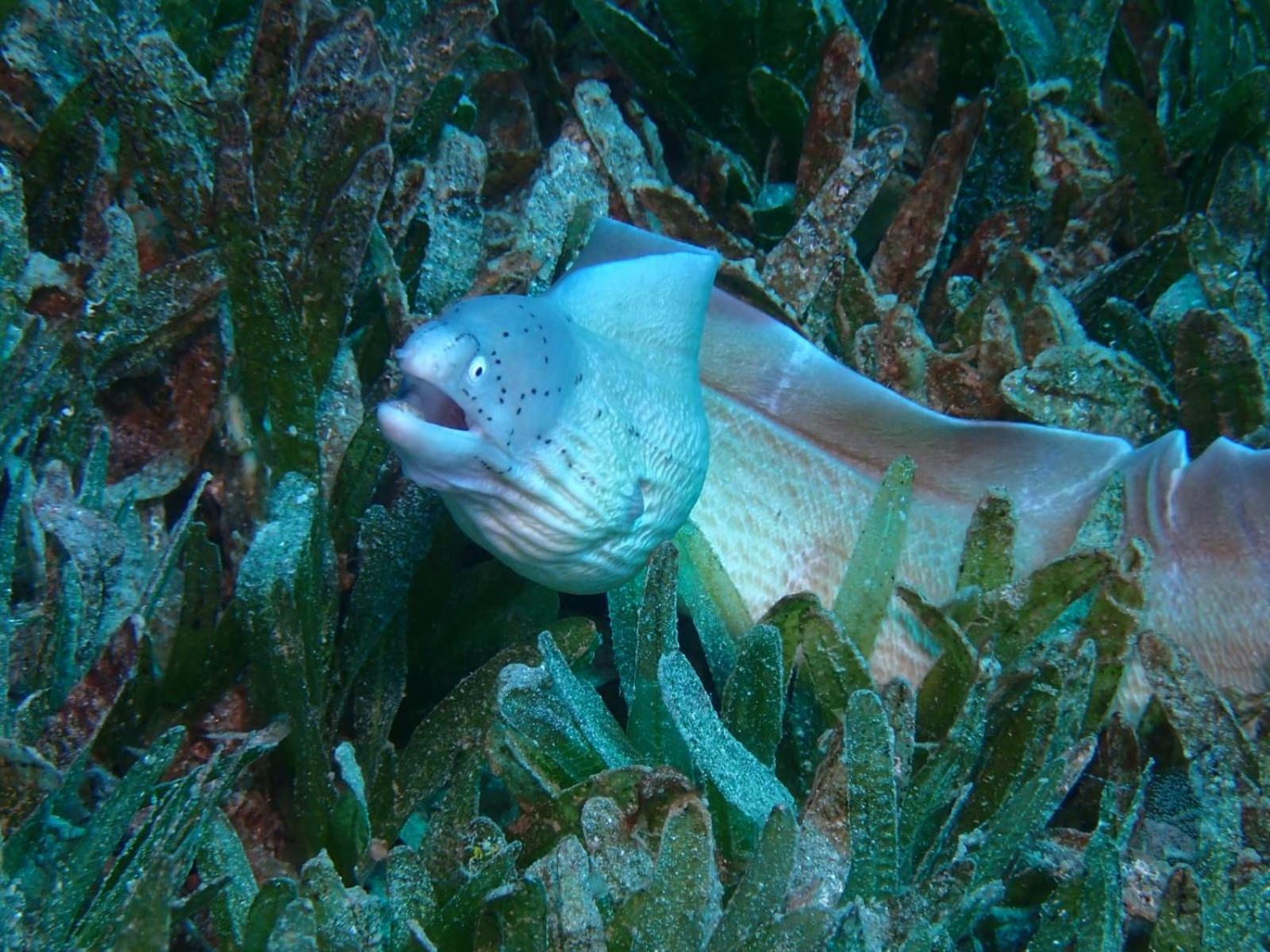 Aqaba Pro Divers Exterior photo